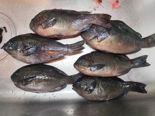 メジナの釣果