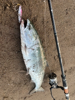 サクラマスの釣果