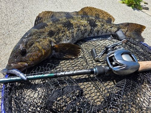 アイナメの釣果