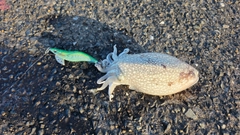 シリヤケイカの釣果