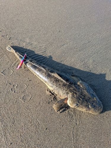 マゴチの釣果