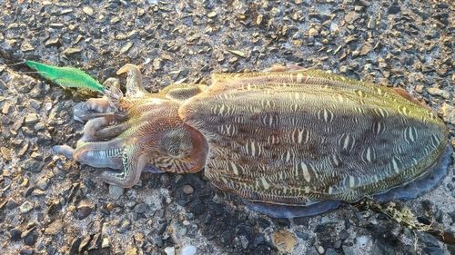 モンゴウイカの釣果