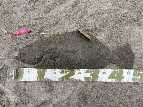 ヒラメの釣果