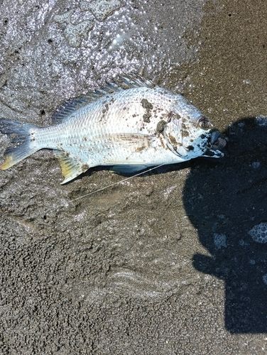 キビレの釣果