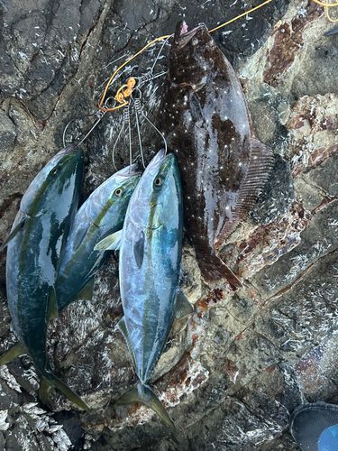 ワラサの釣果