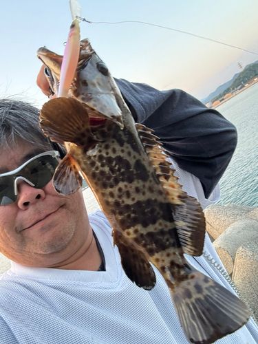 チャイロマルハタの釣果