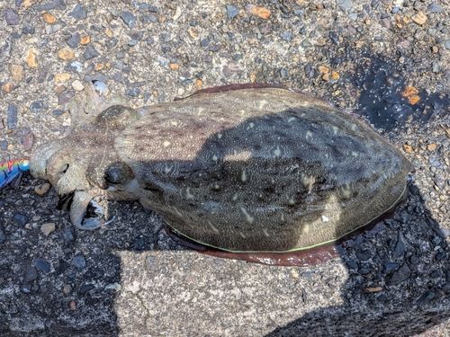 モンゴウイカの釣果