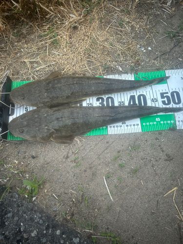 マゴチの釣果