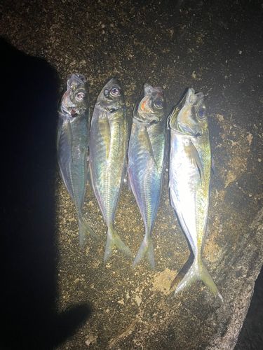 アジの釣果
