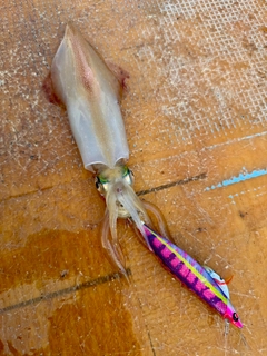 ヤリイカの釣果