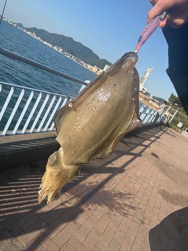 モンゴウイカの釣果