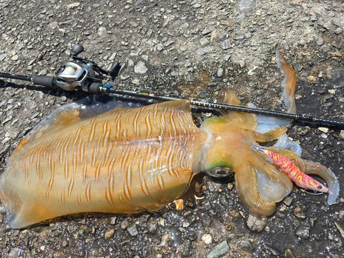 アオリイカの釣果