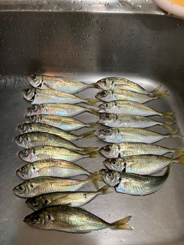 アジの釣果