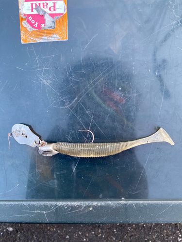 ニゴイの釣果