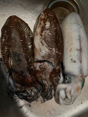ヤリイカの釣果