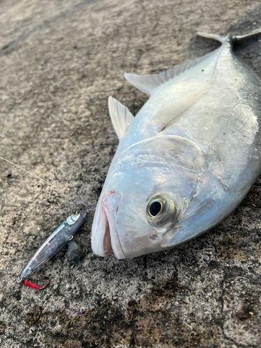 ガーラの釣果