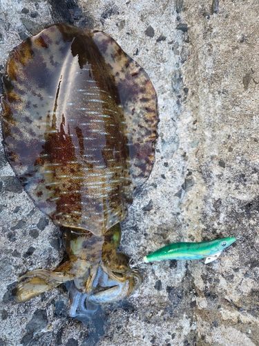 アオリイカの釣果