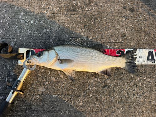 ヒラスズキの釣果