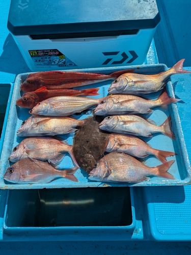マダイの釣果
