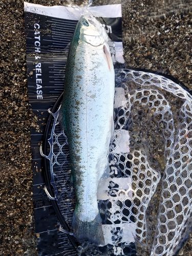 ニジマスの釣果