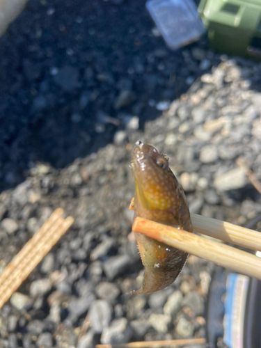 チチブの釣果