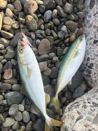 ワカシの釣果