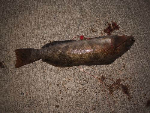 アイナメの釣果