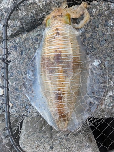 モンゴウイカの釣果