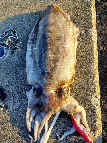 コウイカの釣果