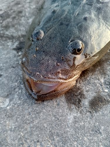 マゴチの釣果
