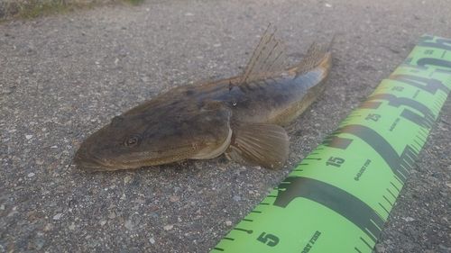 マゴチの釣果
