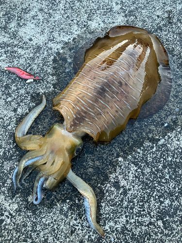 アオリイカの釣果