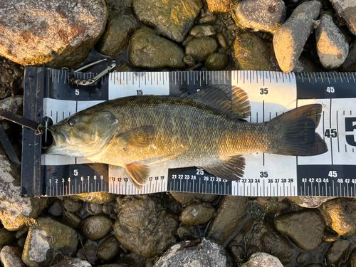 スモールマウスバスの釣果