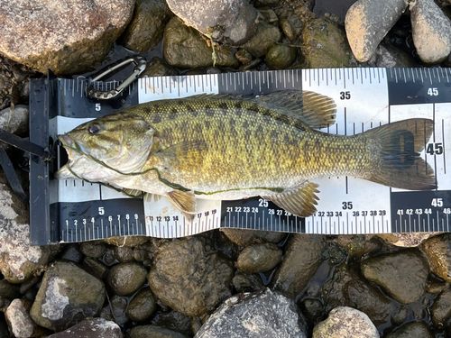 スモールマウスバスの釣果