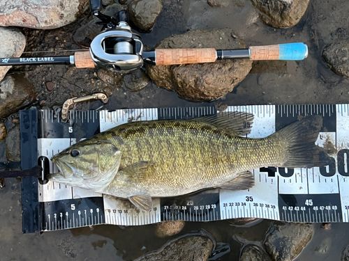 スモールマウスバスの釣果