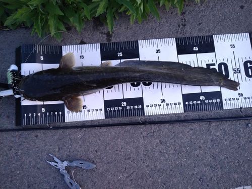 ナマズの釣果