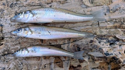 シロギスの釣果