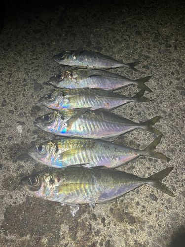 アジの釣果