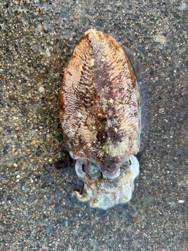 コウイカの釣果
