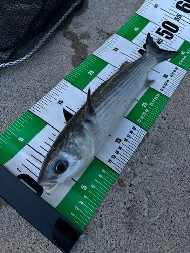 ボラの釣果