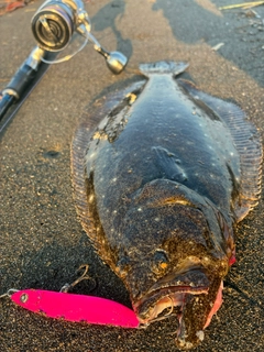 ヒラメの釣果