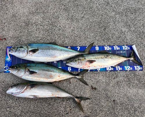 ブリの釣果