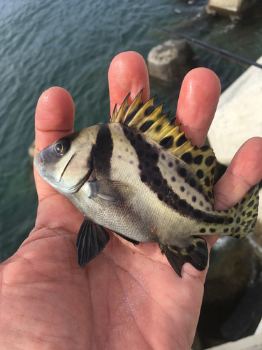 コショウダイの釣果