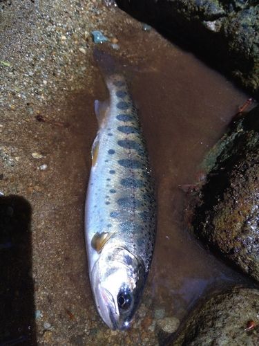 ヤマメの釣果