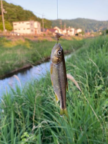 オイカワの釣果
