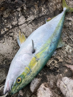 ブリの釣果