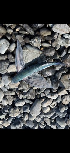 トビウオの釣果
