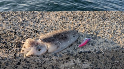 コウイカの釣果