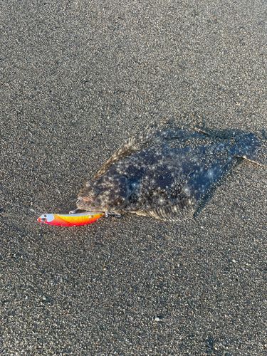 ソゲの釣果
