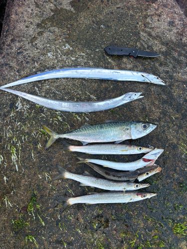 タチウオの釣果